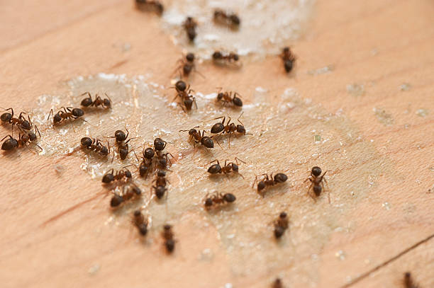 Reliable Kimberly, AL Pest Control Solutions