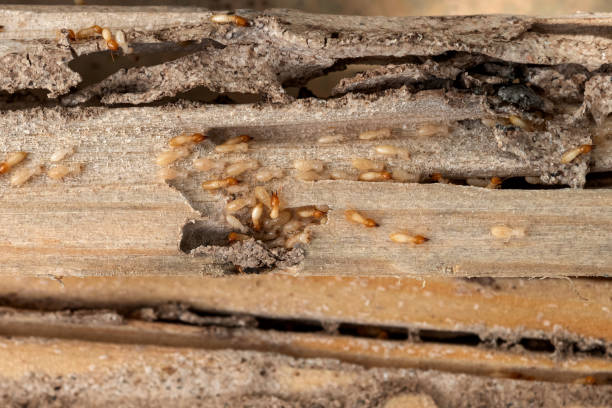 Best Commercial Pest Control Services  in Kimberly, AL
